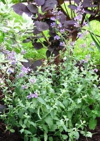 Catmint