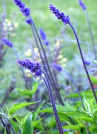 Salvia_henry_deulberg