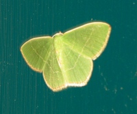 Moth_green