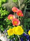 Iceland_poppies08