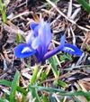Iris_reticulata1