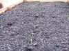 Corn_seedlings