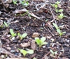 Lettuce_seedlings