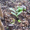 Squas_seedlings