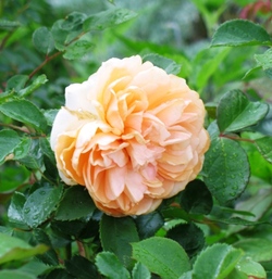 Rose_pegasus_flower