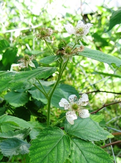 Blackberry_flowers