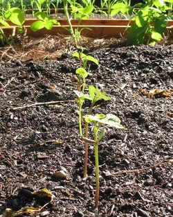 Bushbean_seedlings