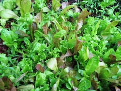 Mixed_greens