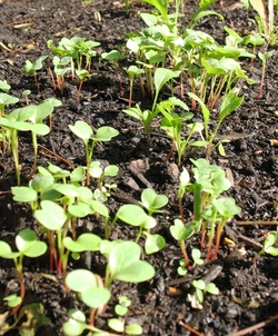 Radish_seedlings