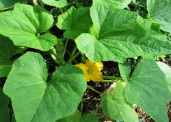 Squash_flower