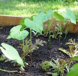 Bush_bean_seedlings