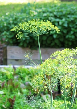 Dill_flower