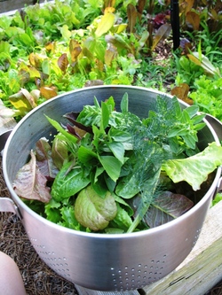 Salad_harvest