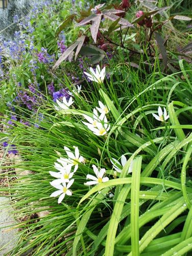 Rainlillies