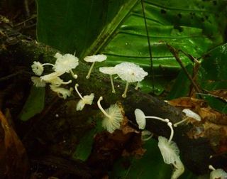 Forestfungiwhite