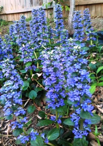 Ajuga_catlinsgiant