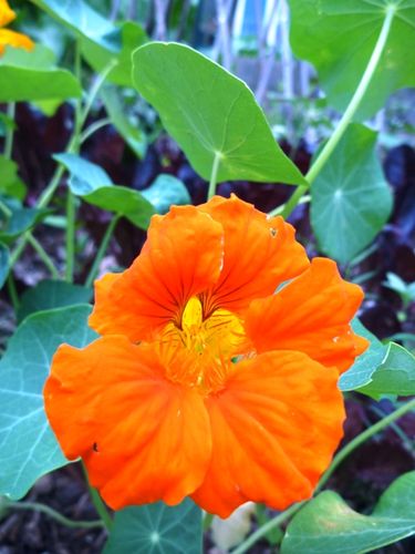 Nasturtium