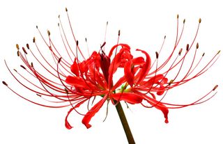 26152079.Lycoris3843_KO