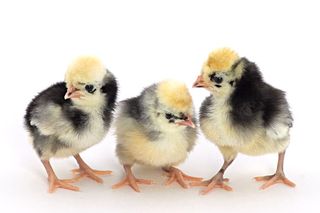 Chicks_white_crested_blue_polish__MG_8776