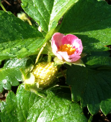 Strawberries