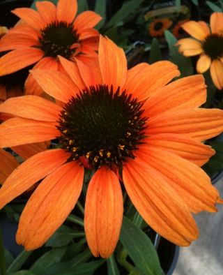 Echinacea_tangerinedream