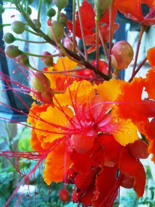 Caesalpinia pulcherrima_flower