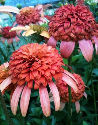 Echinacea_secretlust