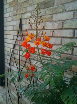 Caesalpinia pulcherrima