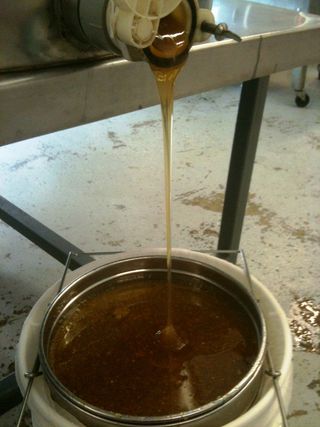 Honey_extraction