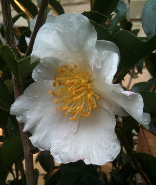 Camelliasetsugekka