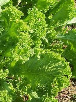 SouthernGiantMustard