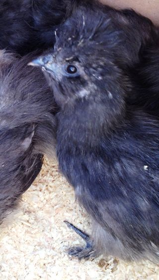 Babysilkie