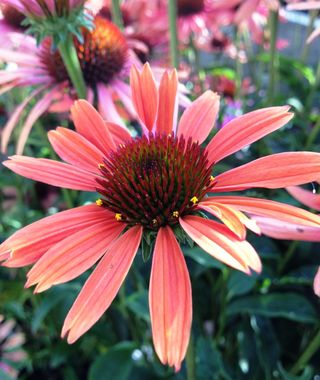 Echinacea_sundown