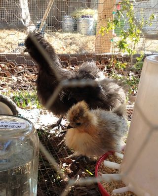 Babysilkie