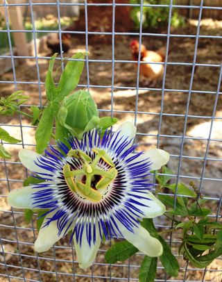 Passiflora