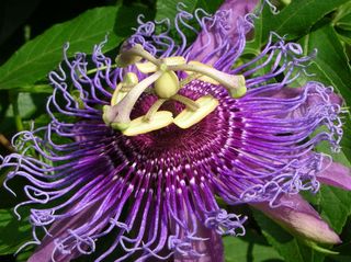 Passiflora_incarnata